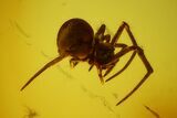 Detailed Fossil Spider, Wasp and Ant in Baltic Amber #139017-2